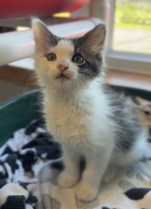 Houdini, an adoptable Domestic Short Hair in Bemidji, MN