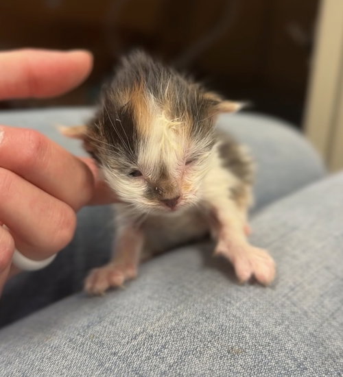 Kitten 5, an adoptable Domestic Short Hair in Bemidji, MN