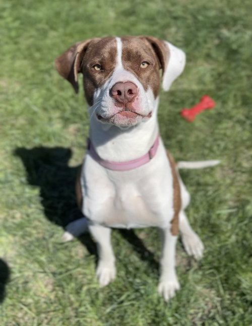 Brownie, an adoptable Pit Bull Terrier in Bemidji, MN
