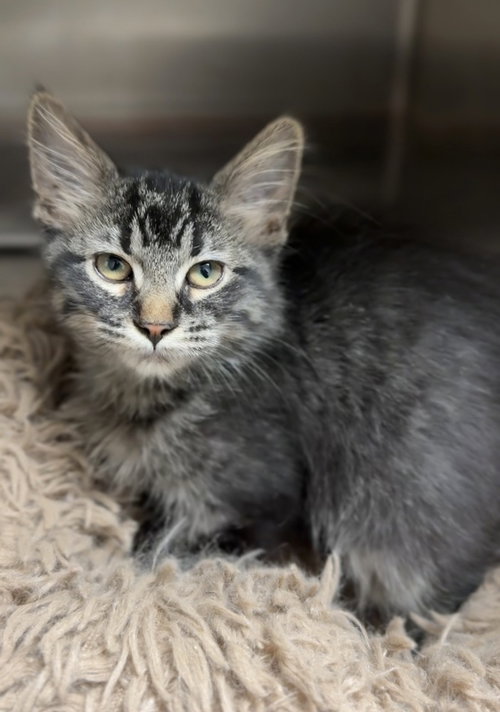 Maleficent, an adoptable Domestic Long Hair in Bemidji, MN