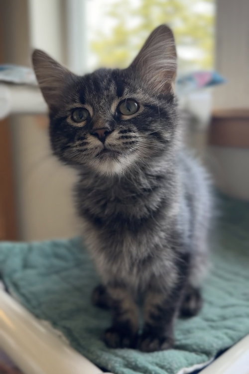 Maleficent, an adoptable Domestic Long Hair in Bemidji, MN