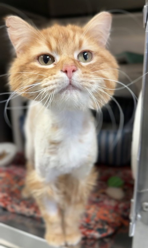 Ace, an adoptable Domestic Medium Hair in Bemidji, MN