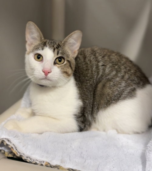 Milo, an adoptable Domestic Short Hair in Bemidji, MN