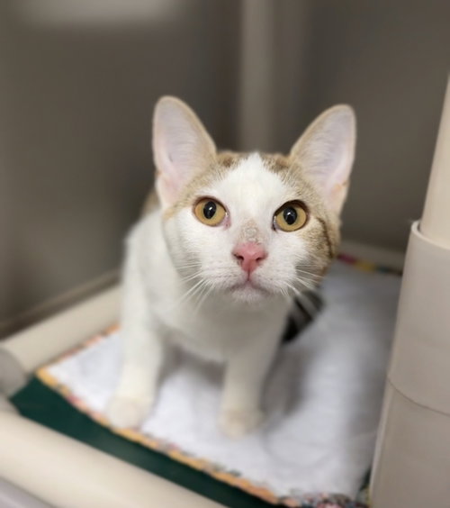 Molly, an adoptable Domestic Short Hair in Bemidji, MN