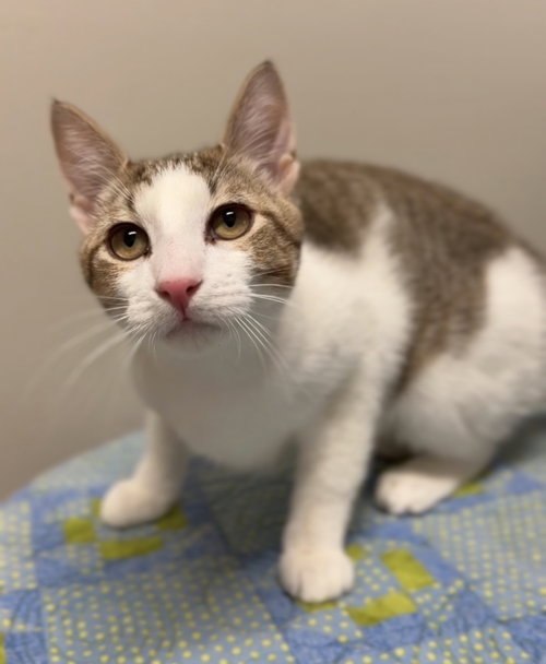 Max, an adoptable Domestic Short Hair in Bemidji, MN