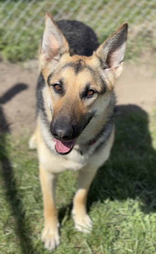 Sadie, an adoptable German Shepherd Dog in Bemidji, MN