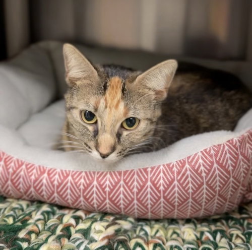 Luna, an adoptable Domestic Short Hair in Bemidji, MN
