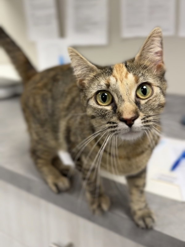 Luna