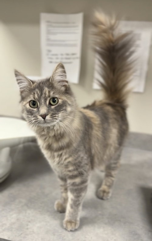 Chloe, an adoptable Domestic Medium Hair in Bemidji, MN