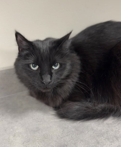 Gypsy, an adoptable Domestic Long Hair in Bemidji, MN