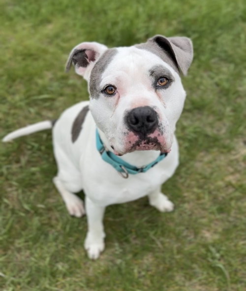 Pirate, an adoptable Terrier in Bemidji, MN