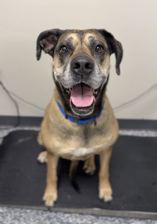 Baby Girl, an adoptable Great Dane in Bemidji, MN