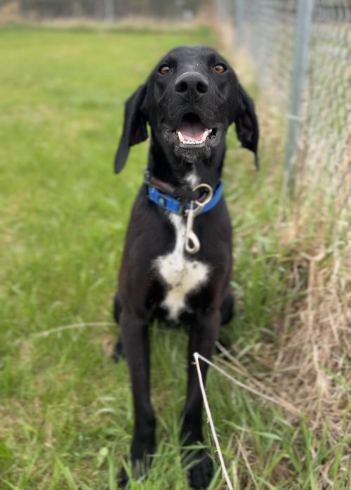 Reggie, an adoptable Terrier in Bemidji, MN