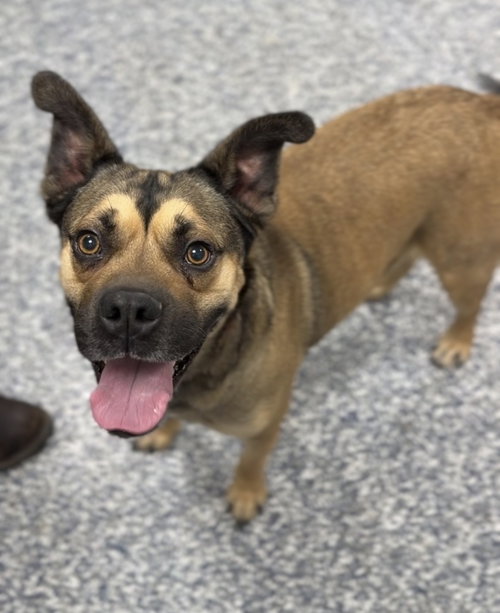 BamBam, an adoptable Terrier in Bemidji, MN