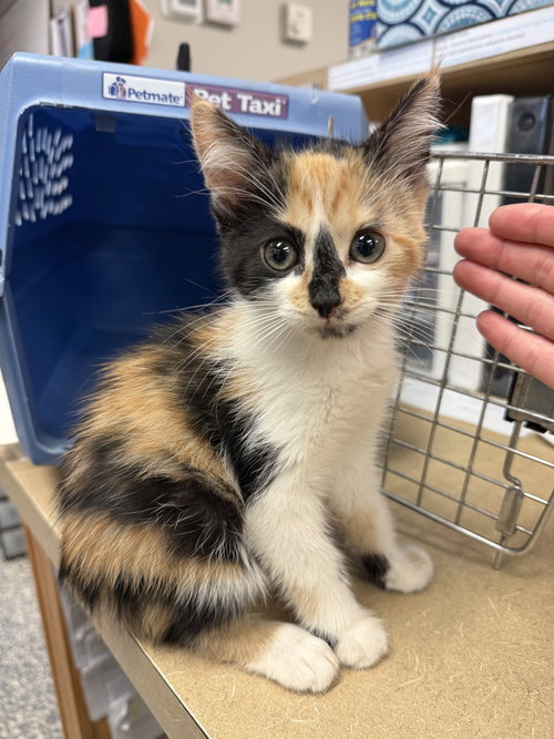 Lilac, Baby Domestic Short Hair / Mixed (short coat), cat for adoption in Bemidji, Minnesota
