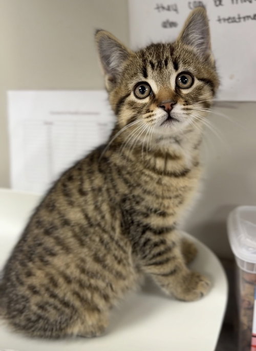Gary, Baby Domestic Short Hair / Mixed (short coat), cat for adoption in Bemidji, Minnesota