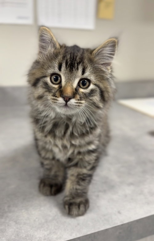 Gregory, Baby Domestic Long Hair / Mixed (long coat), cat for adoption in Bemidji, Minnesota