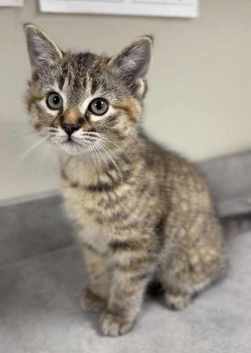Georgia, Baby Domestic Short Hair / Mixed (short coat), cat for adoption in Bemidji, Minnesota