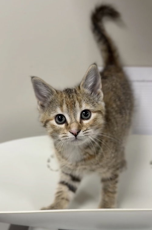 Grace, Baby Domestic Short Hair / Mixed (short coat), cat for adoption in Bemidji, Minnesota