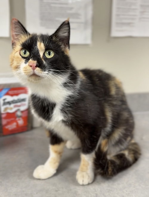 Winnie, Adult Domestic Short Hair / Mixed (short coat), cat for adoption in Bemidji, Minnesota