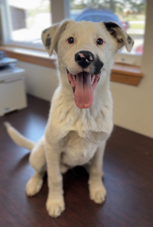 Alvin, an adoptable Australian Shepherd in Bemidji, MN