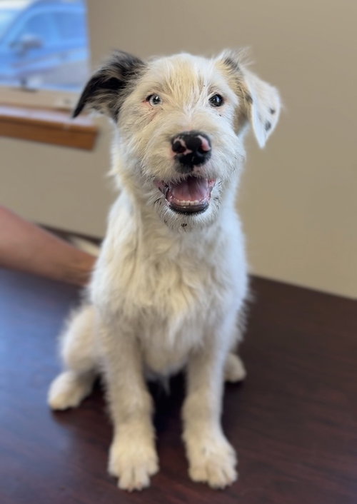 Simon, an adoptable Australian Shepherd in Bemidji, MN