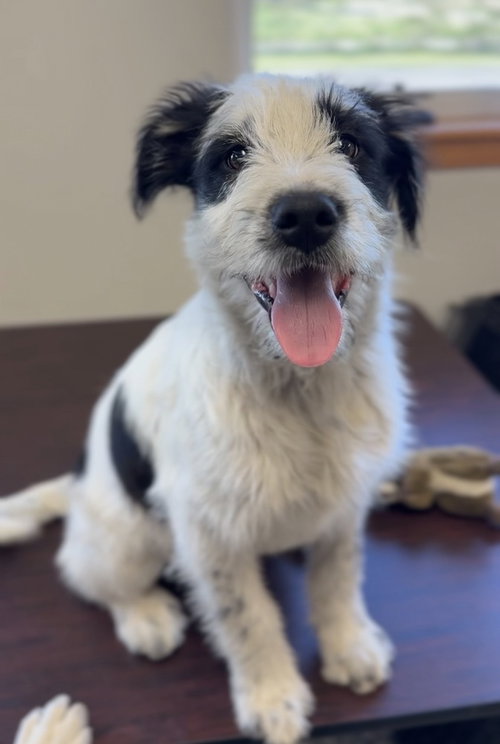 Theodore, an adoptable Australian Shepherd in Bemidji, MN