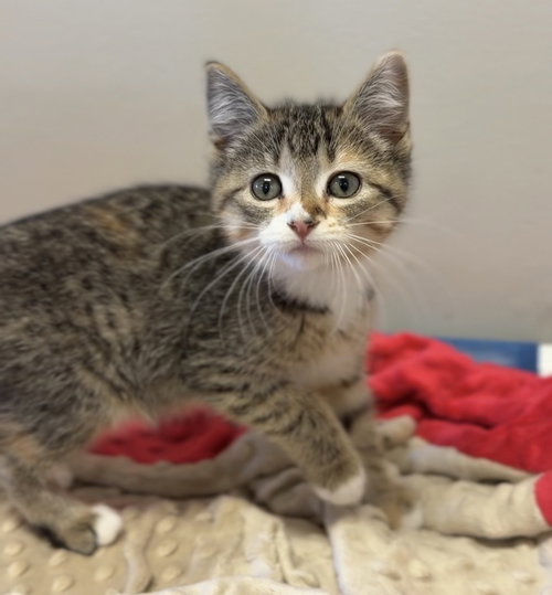 Cinnamon, an adoptable Domestic Short Hair in Bemidji, MN