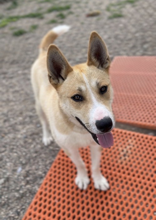 Gromit, an adoptable Husky in Bemidji, MN