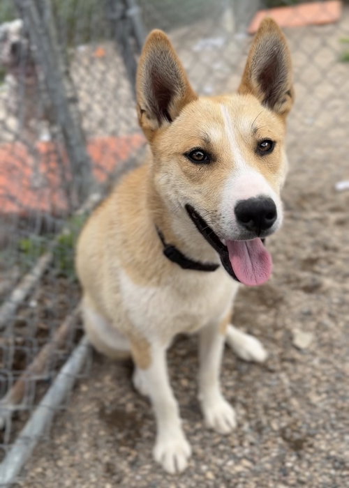 Gromit, an adoptable Husky in Bemidji, MN
