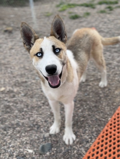 Wallace, an adoptable Husky in Bemidji, MN