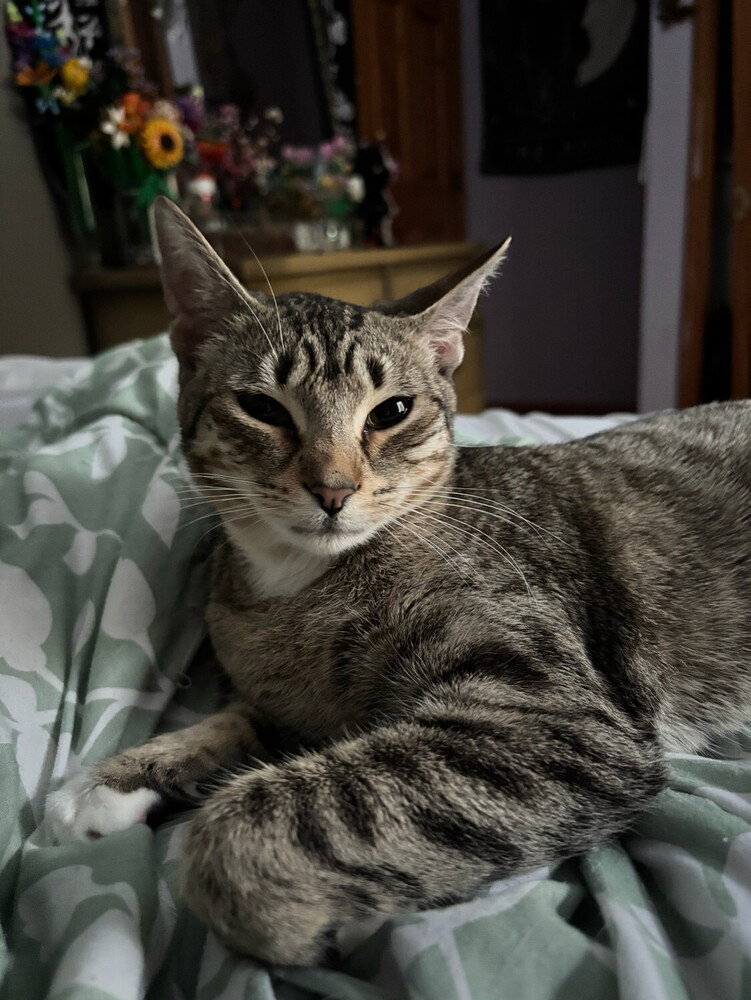 Cleo