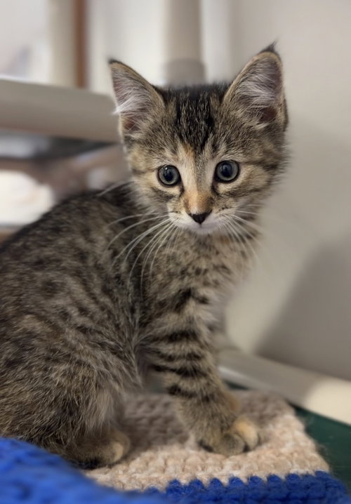 Basil, Baby Domestic Short Hair / Mixed (short coat), cat for adoption in Bemidji, Minnesota