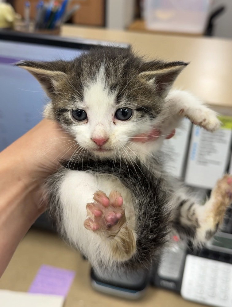 Rattle