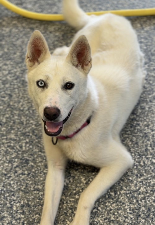 Pearl, an adoptable Husky in Bemidji, MN