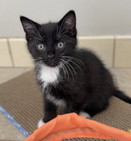 Blackjack, an adoptable Domestic Medium Hair in Bemidji, MN