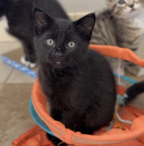Mac, an adoptable Domestic Medium Hair in Bemidji, MN