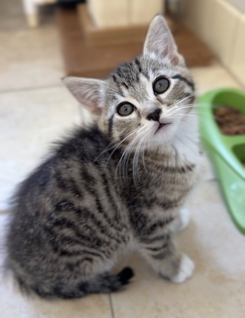 Gravel, an adoptable Domestic Medium Hair in Bemidji, MN