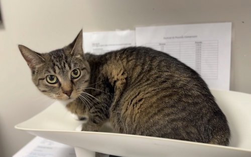 Tulip, an adoptable Domestic Short Hair in Bemidji, MN