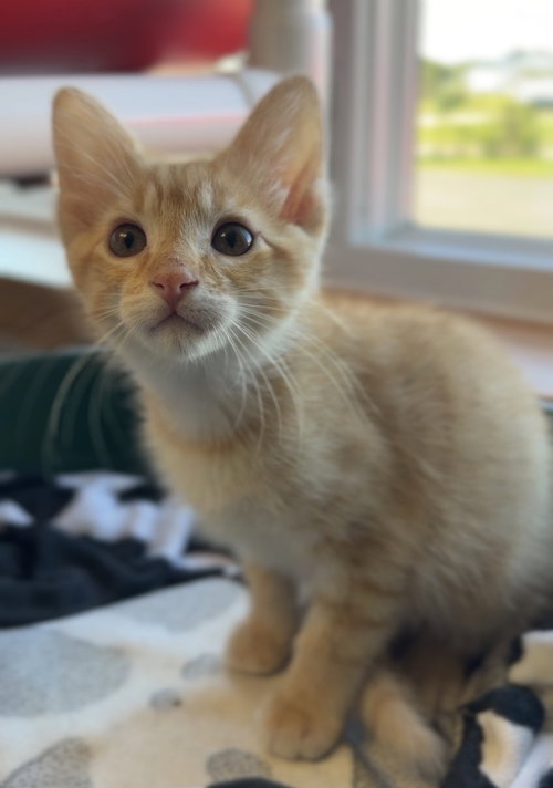 George, an adoptable Domestic Short Hair in Bemidji, MN