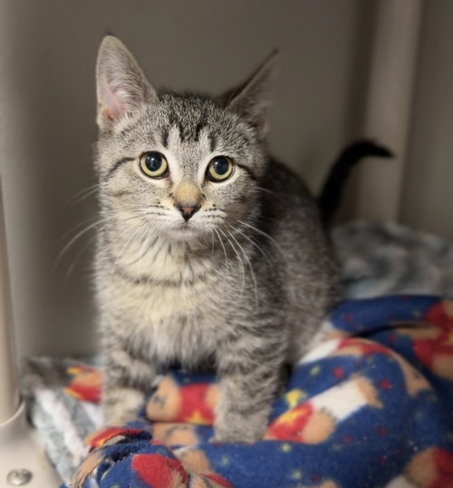 Tiger, an adoptable Domestic Short Hair in Bemidji, MN