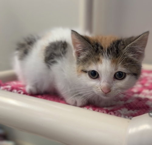 Topaz, an adoptable Domestic Short Hair in Bemidji, MN