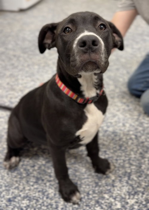 Bella, an adoptable Terrier in Bemidji, MN