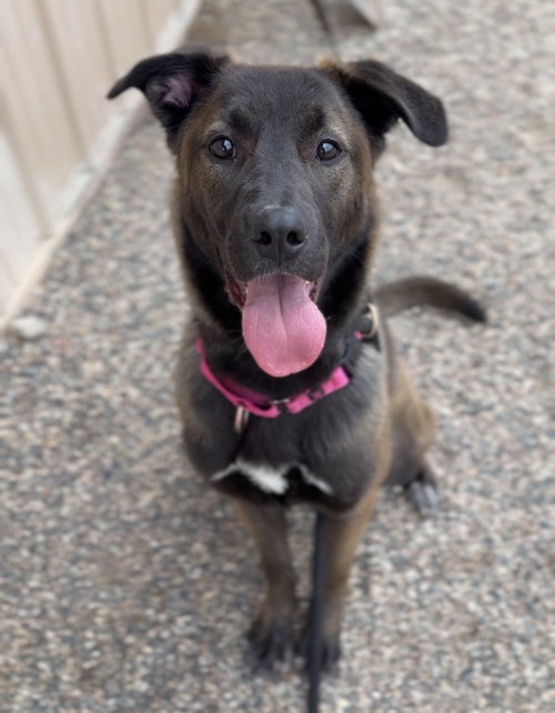 Phoenix, an adoptable Terrier in Bemidji, MN