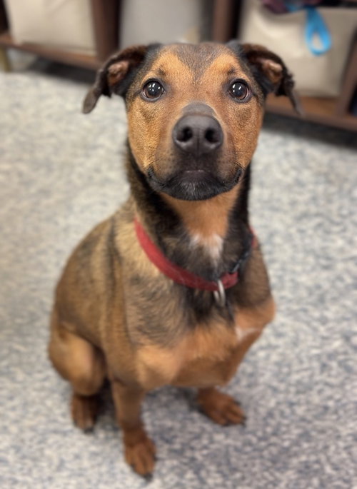 Buddy, an adoptable Unknown breed in Bemidji, MN