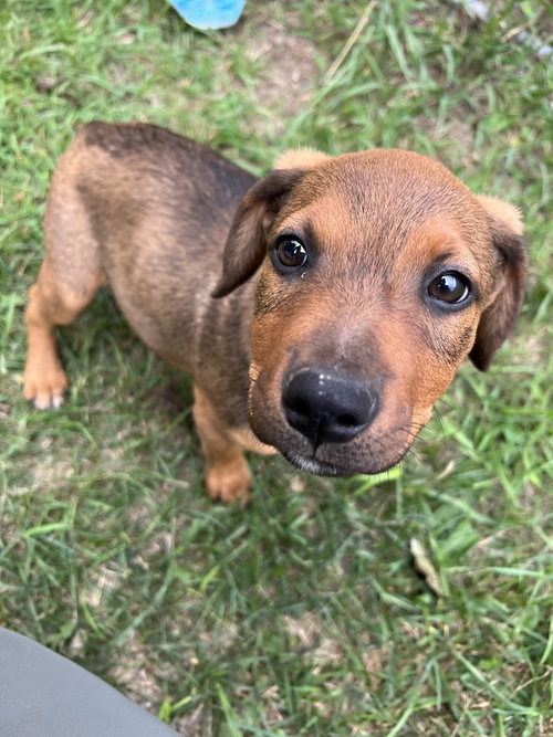 Buddy photo 3