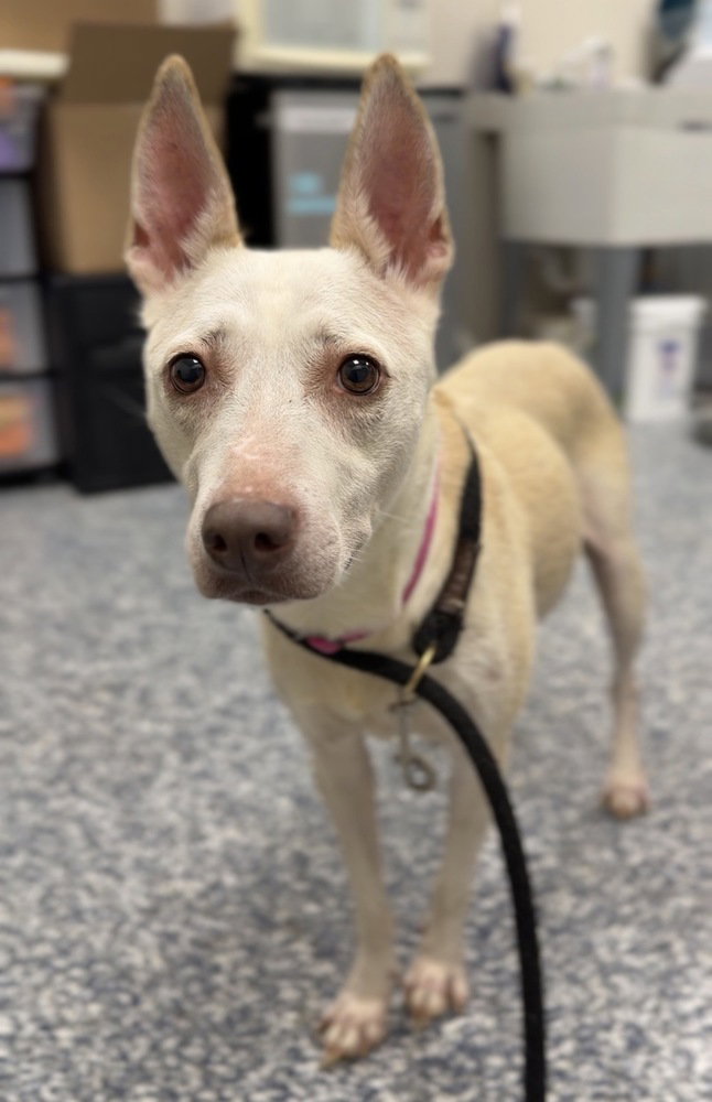 Hazel