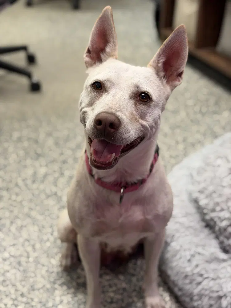 Hazel - Terrier