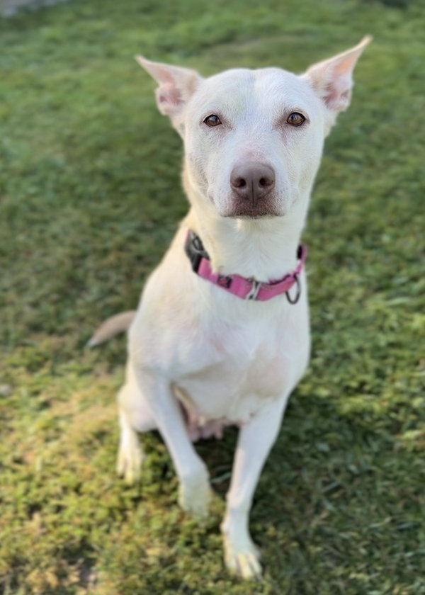 Hazel