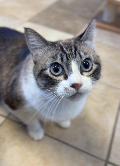 Buttercup, a cat for adoption from Great River Rescue